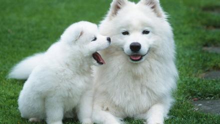 Siberian samoyed dogs wallpaper