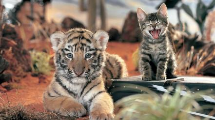 Tiger cub and cat wallpaper