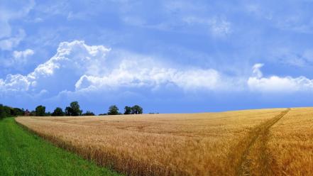 Wheat field landscape wallpaper