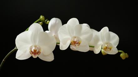 White orchid flower wallpaper