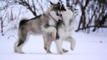 Alaskan malamute puppies wallpaper