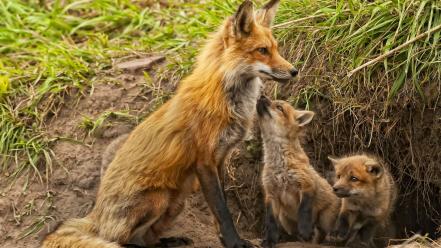 Animals baby foxes wallpaper