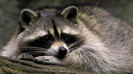 Animals mammals raccoons wallpaper