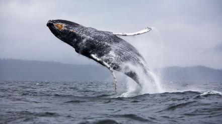 Animals mammals sea whales wallpaper