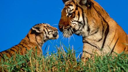 Animals mother nature tigers wildlife wallpaper