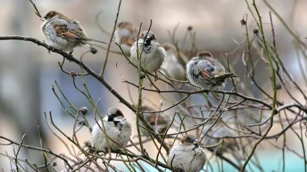 Birds nature sparrow wallpaper
