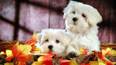 Cute bichon frise puppies wallpaper