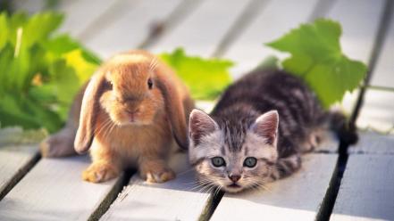 Cute cat rabbit wallpaper