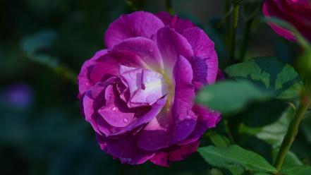 Flowers purple roses wallpaper