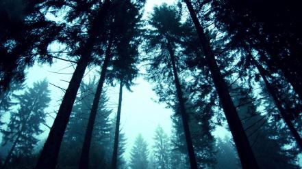 Fog forests looking up mist nature wallpaper