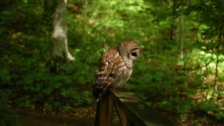 Forest owl pictures wallpaper