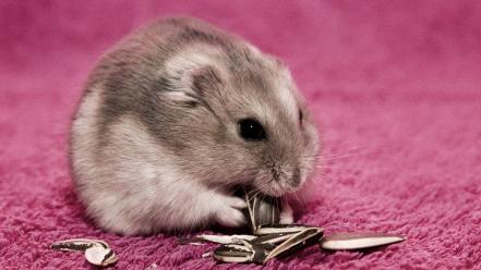 Hamsters pets wallpaper