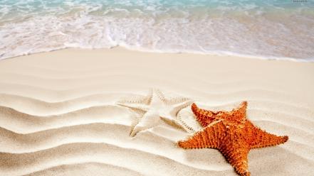 Sand starfish wallpaper