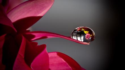 Water drop on flower petal wallpaper