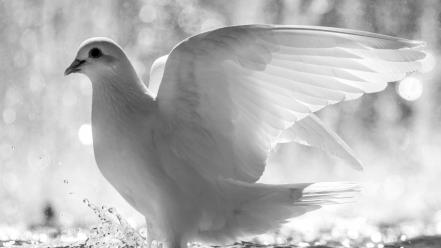 White dove pictures wallpaper