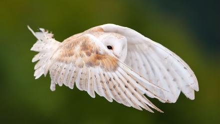 White owl flying wallpaper