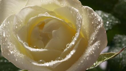 White rose pictures wallpaper