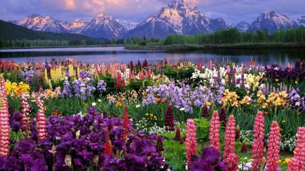 Wyoming flowers grand wildlife wallpaper