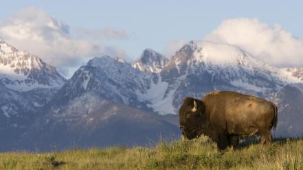 American montana bison buffalo mountains wallpaper