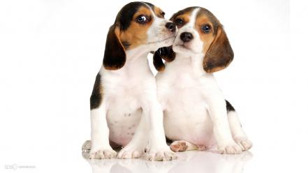 Beagle puppies wallpaper