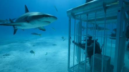 Cage diving sharks underwater wallpaper