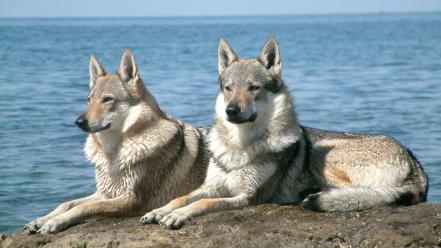 Czechoslovakian wolfdogs animals dogs wallpaper