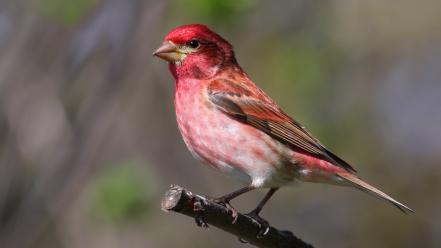 Finches animals birds nature wallpaper