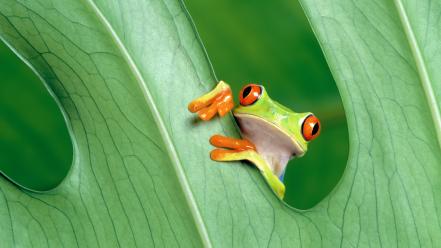 Funny frog wallpaper