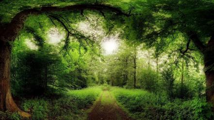 Grass green nature outdoors roads wallpaper