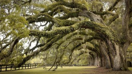 Grove trunks brown giant tree grass wallpaper