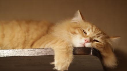 Lazy cat pictures wallpaper
