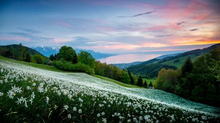 Switzerland flowers hills landscapes meadows wallpaper