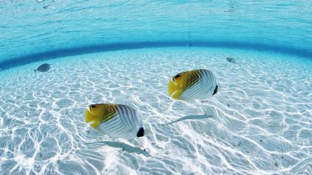 Underwater fish wallpaper