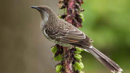 Wattlebirds animals birds nature plants wallpaper