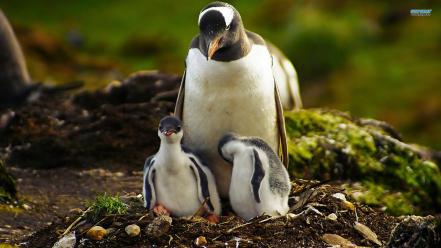 Animals baby birds blurred background penguins wallpaper