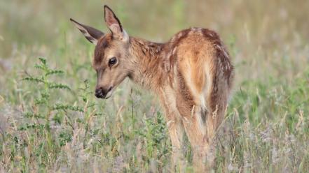 Animals baby deer fawn nature wallpaper