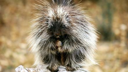 Animals baby exotic nature porcupines wallpaper