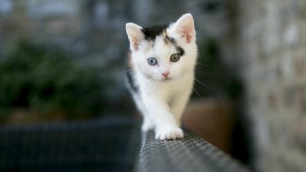 Animals cats heterochromia kittens wallpaper