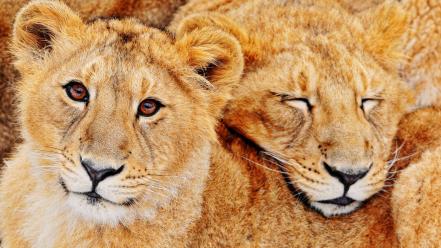 Animals feline lions predators wild wallpaper