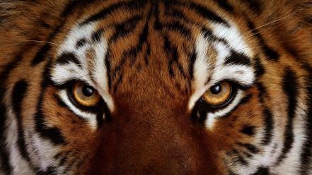 Animals feline tigers wild wildlife wallpaper