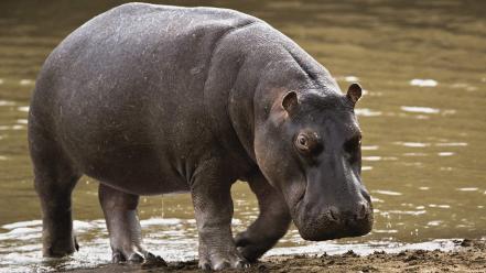 Animals hippopotamus nature water wallpaper