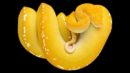 Animals python reptiles snakes wallpaper