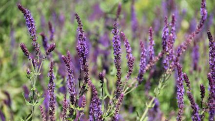 Bloom flowers lavender macro summer wallpaper