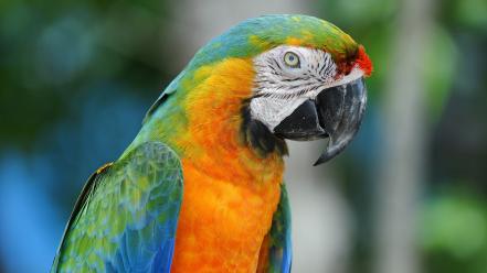 Blue-and-yellow macaws animals birds parrots wallpaper