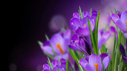 Bokeh crocus flowers purple wallpaper