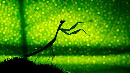Bokeh green insects leaves mantis wallpaper