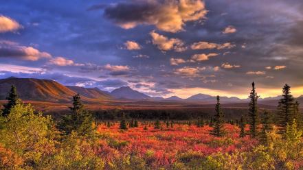 Denali national park wallpaper