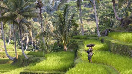 Indonesia bali nature rice trees wallpaper