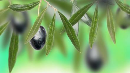 Olives plants wallpaper