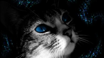 Animals blue eyes cats dark wallpaper